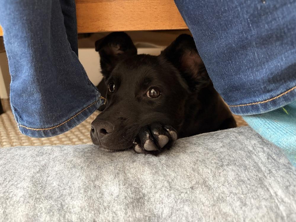 Vanity, Adoptable, Puppy Female Terrier & Pomeranian.