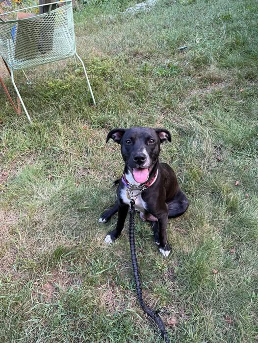 Enlarge Winnie, a Adopted mixed breed in Traverse City, MI image 1/1