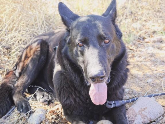 BALTO, Adoptable, Adult Male Mixed Breed.