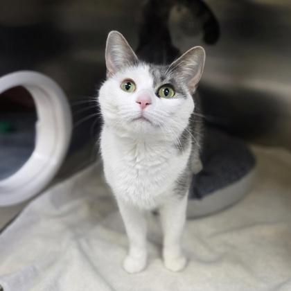 Basil, Adoptable, Adult Female Domestic Short Hair & Domestic Short Hair.