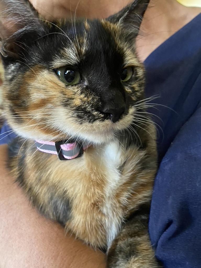 Daisy, Adopted, Young Female Domestic Short Hair.