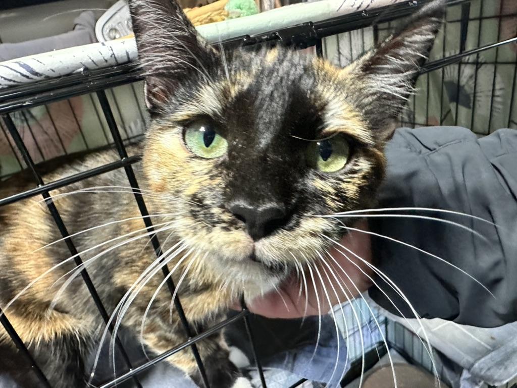 Daisy, a Adopted Domestic Short Hair in Inglewood, CA image 3/4