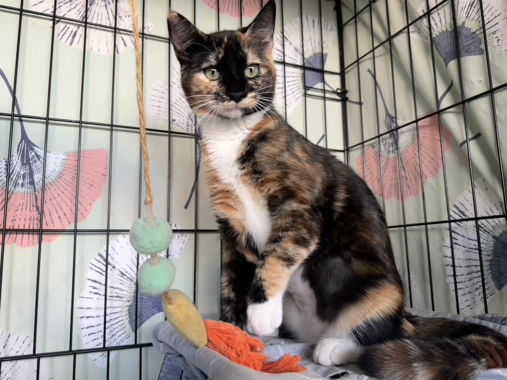 Daisy, a Adopted Domestic Short Hair in Inglewood, CA image 2/4