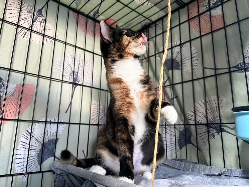 Daisy, a Adopted Domestic Short Hair in Inglewood, CA image 4/4