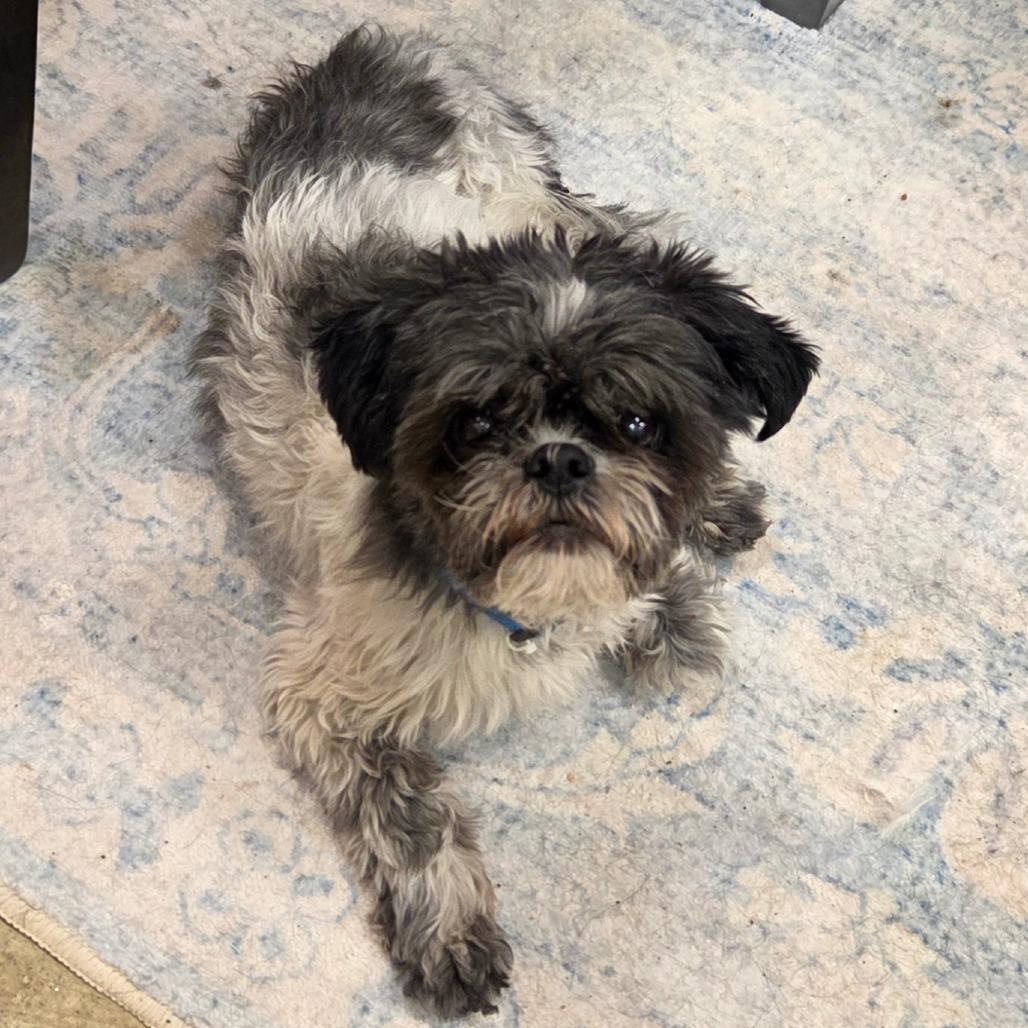 Poppy, Adoptable, Senior Male Mixed Breed.