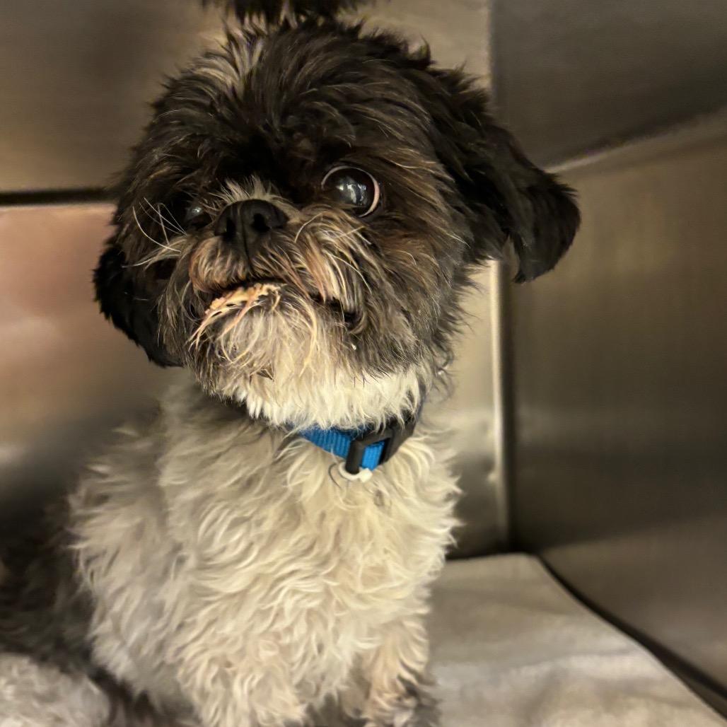 Enlarge Poppy, a Adoptable Mixed Breed in Park City, UT image 1/1