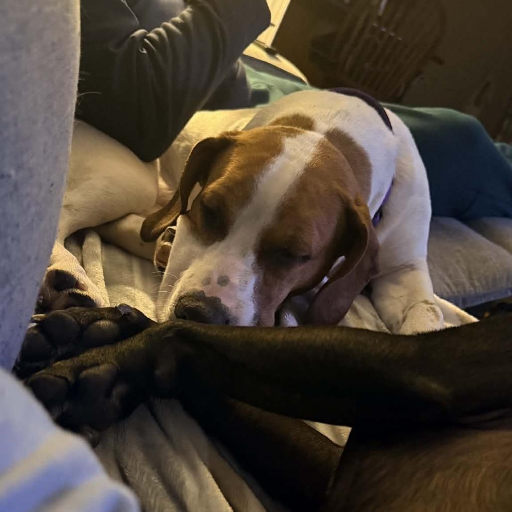 Enlarge Tannie, a Adoptable mixed breed in Winston-Salem, NC image 2/6