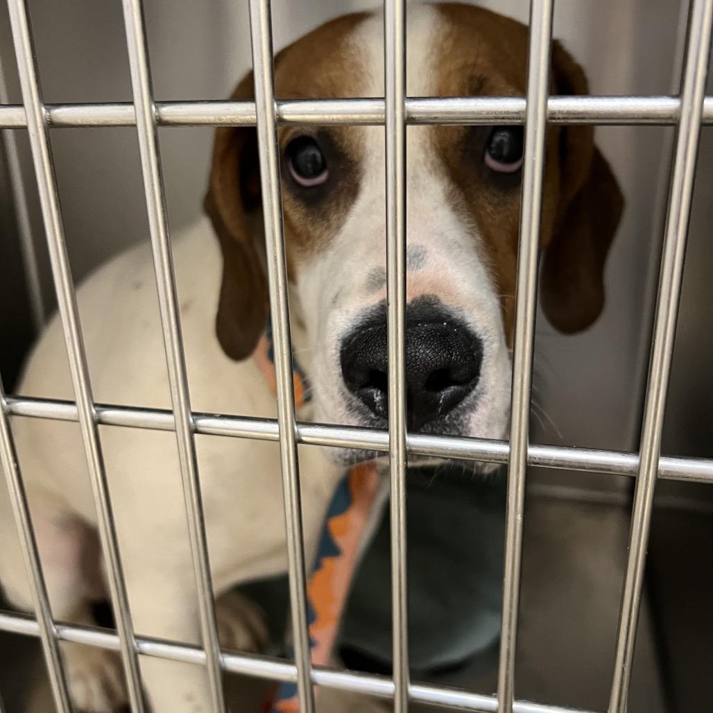 Enlarge Tannie, a Adoptable mixed breed in Winston-Salem, NC image 3/6