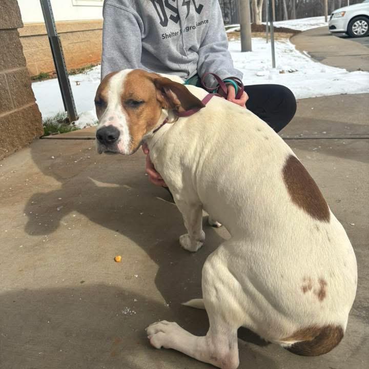 Enlarge Tannie, a Adoptable mixed breed in Winston-Salem, NC image 5/6