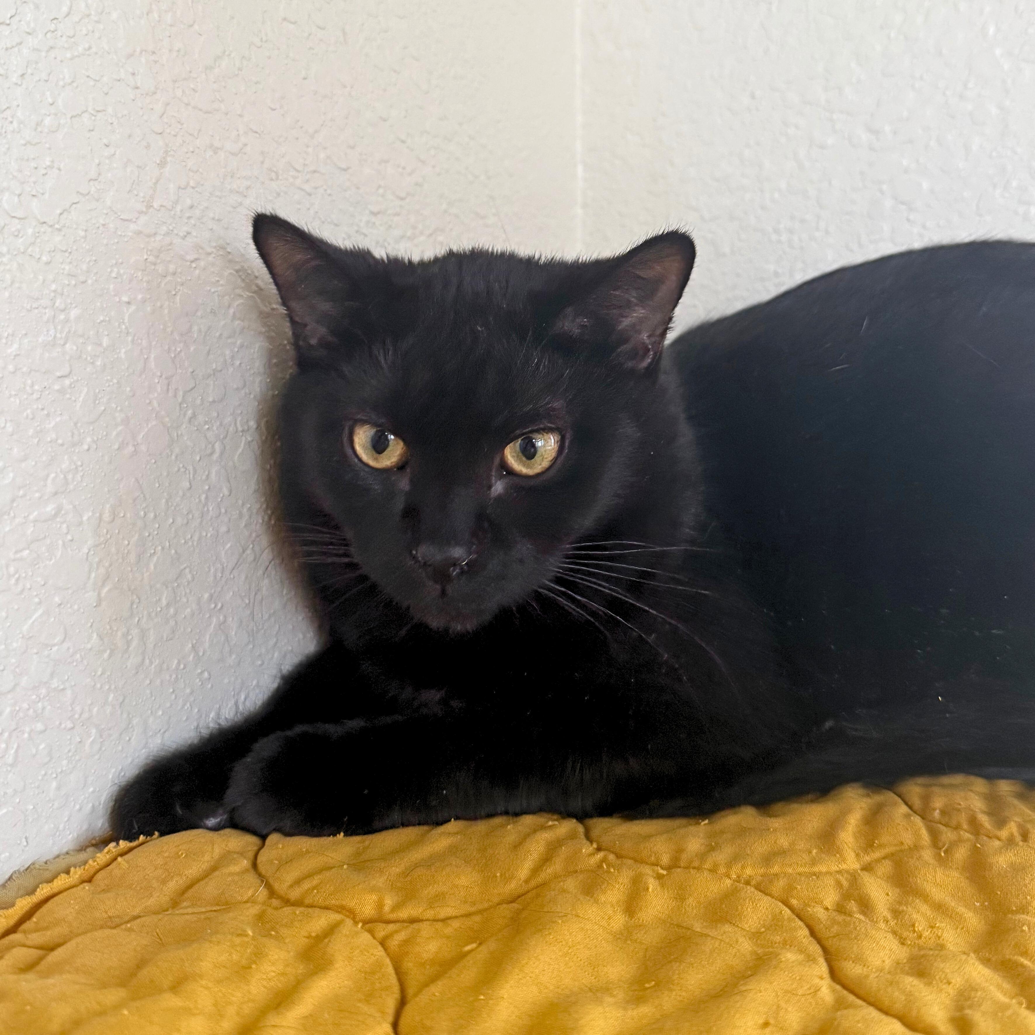 Enlarge Severus, a Adoptable Domestic Short Hair in Ridgway, CO image 3/6