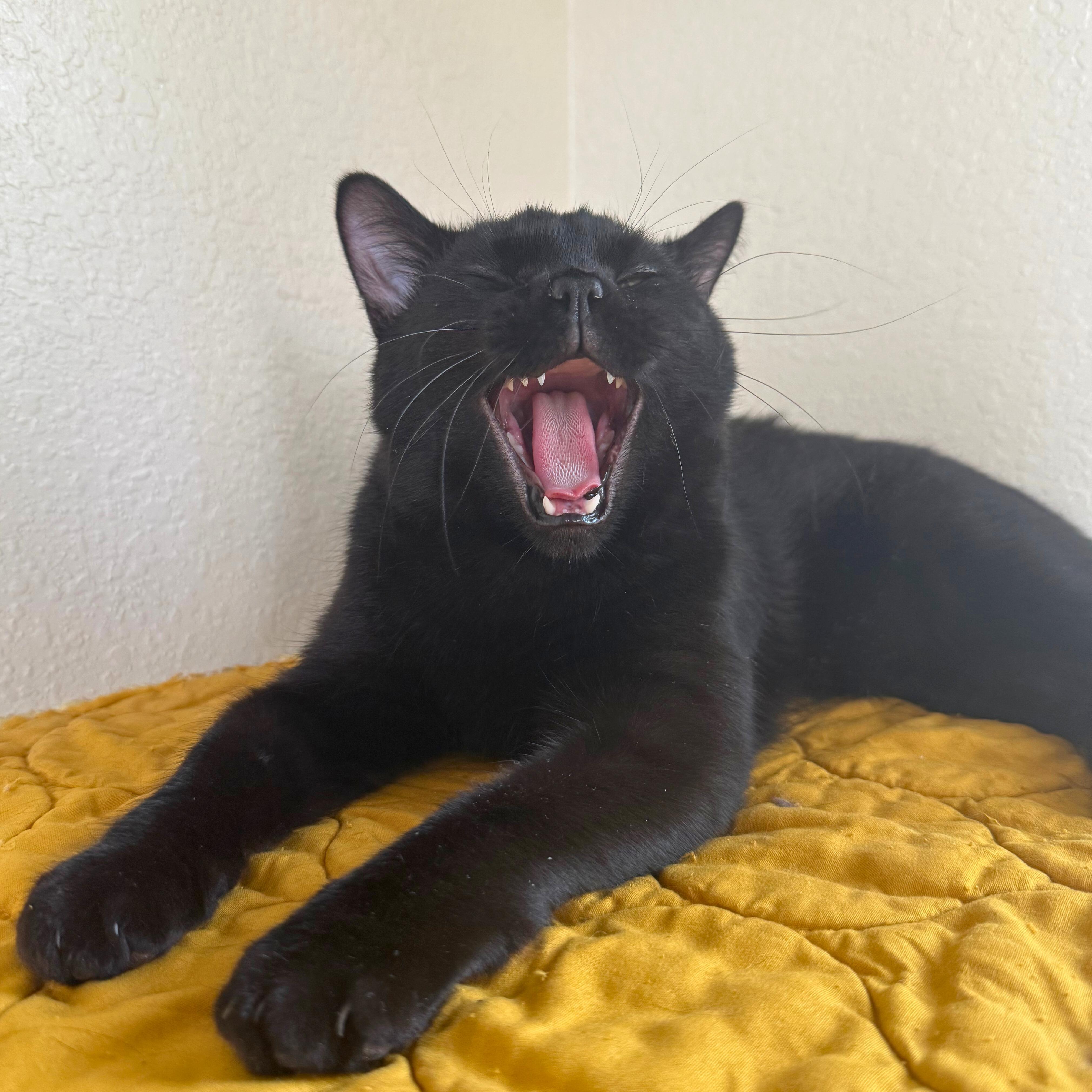 Enlarge Severus, a Adoptable Domestic Short Hair in Ridgway, CO image 6/6