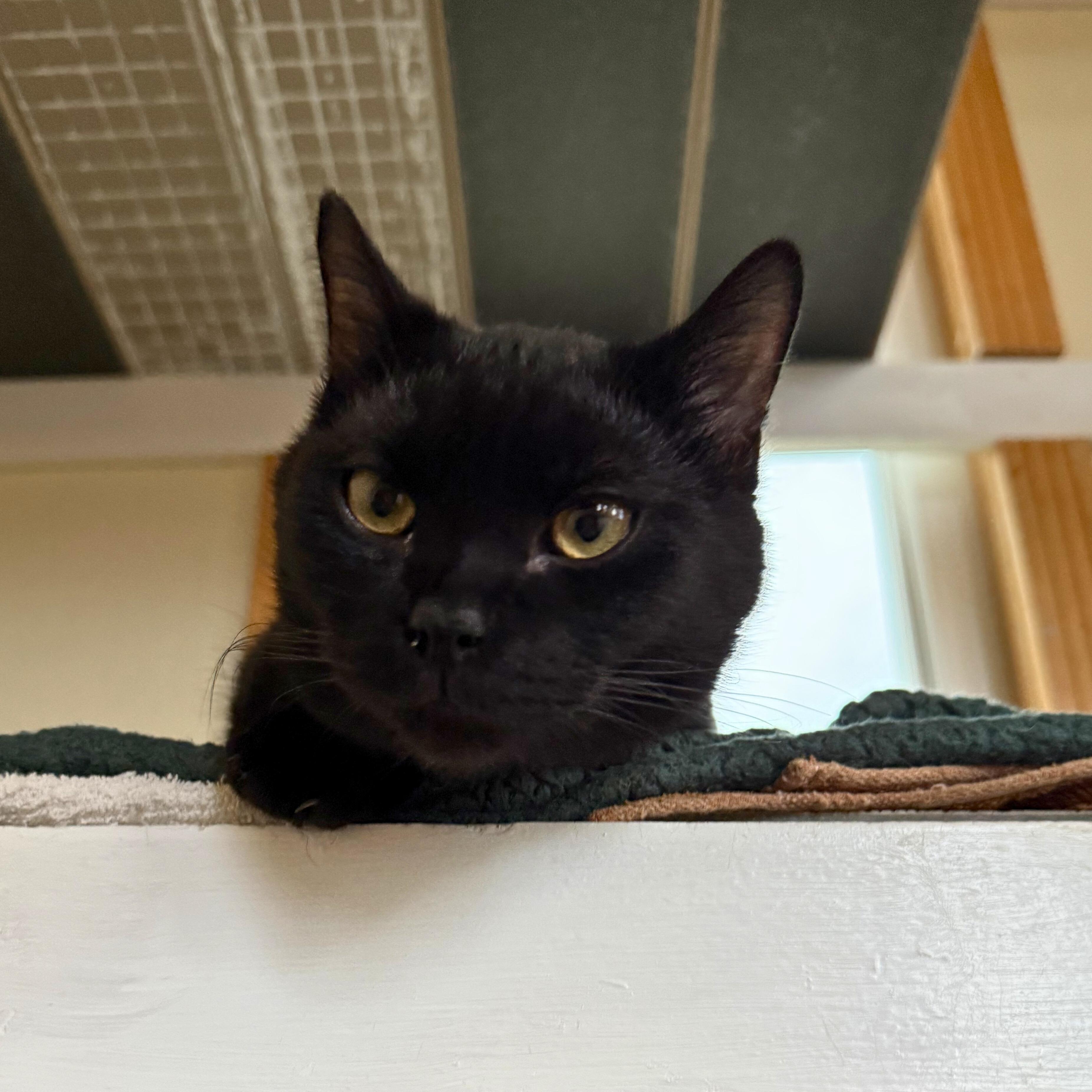 Enlarge Severus, a Adoptable Domestic Short Hair in Ridgway, CO image 2/6