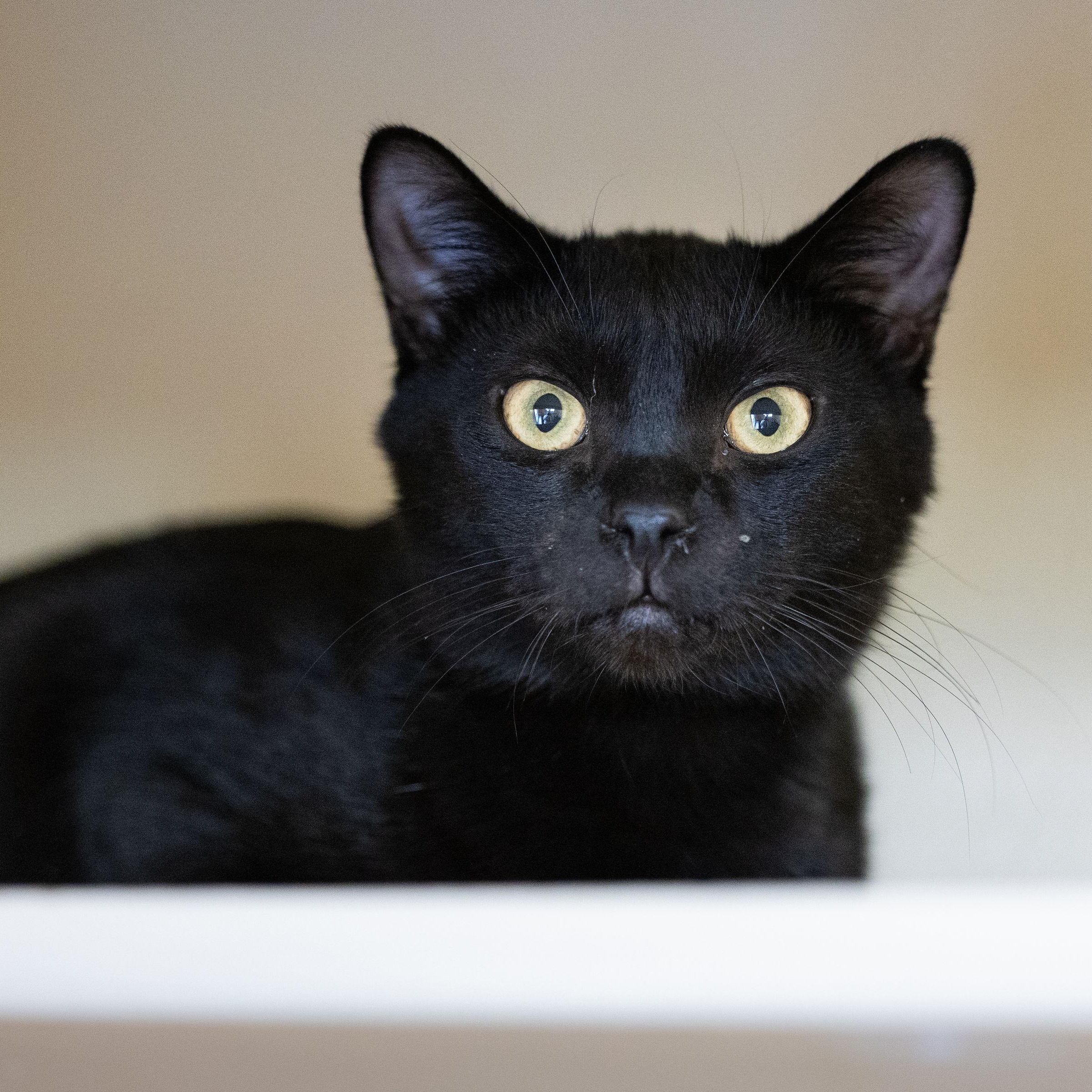 Severus, Adoptable, Young Male Domestic Short Hair.