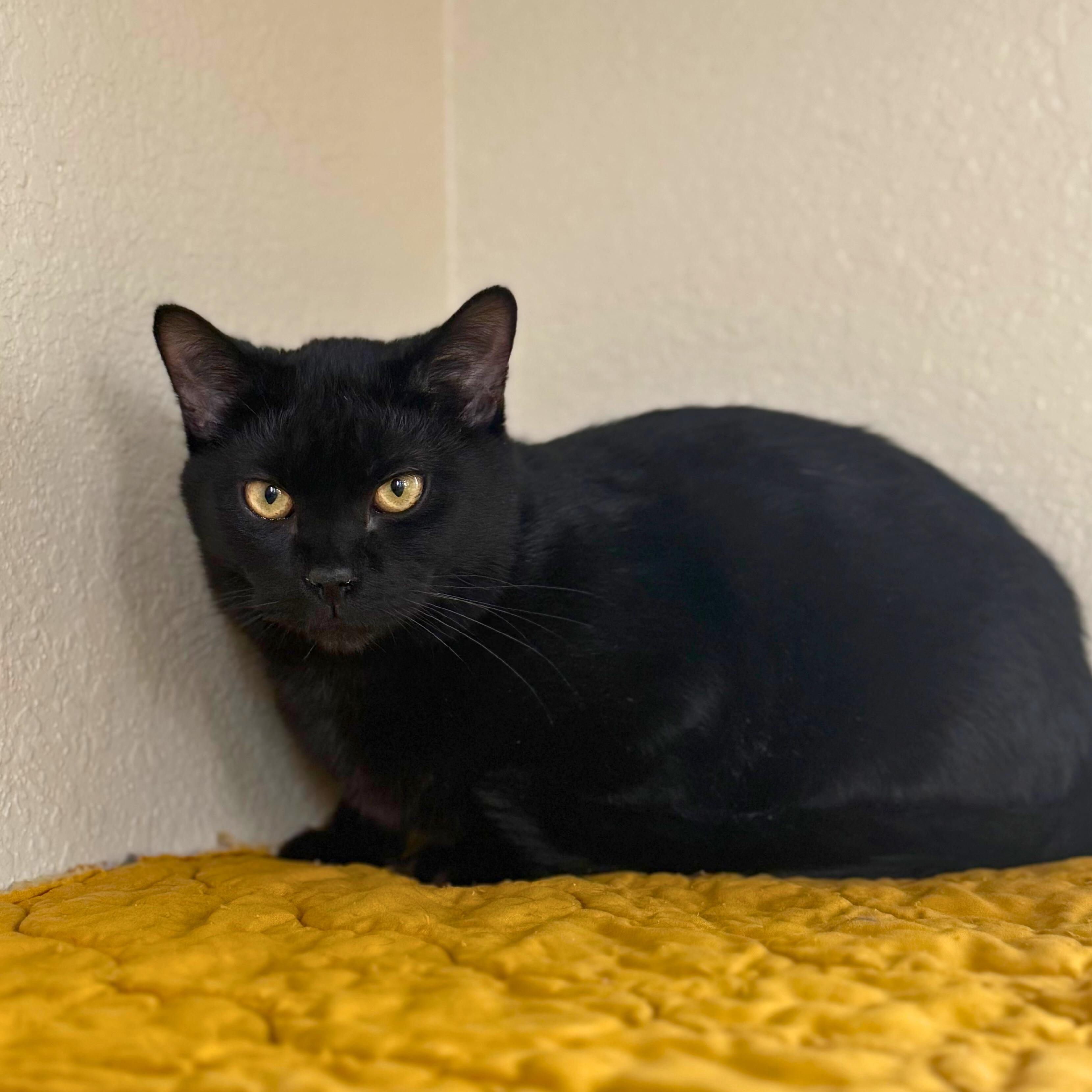 Enlarge Severus, a Adoptable Domestic Short Hair in Ridgway, CO image 4/6