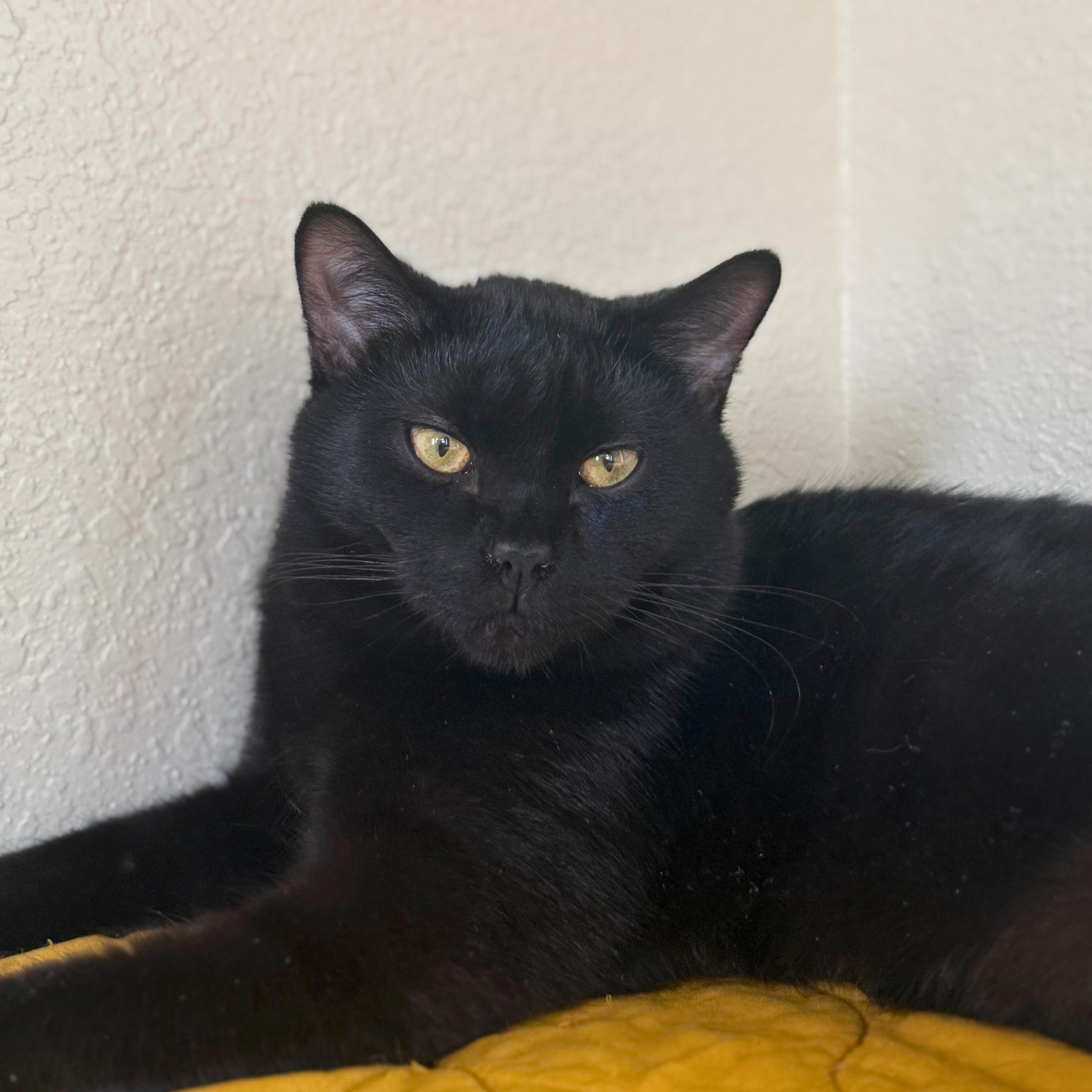 Enlarge Severus, a Adoptable Domestic Short Hair in Ridgway, CO image 5/6