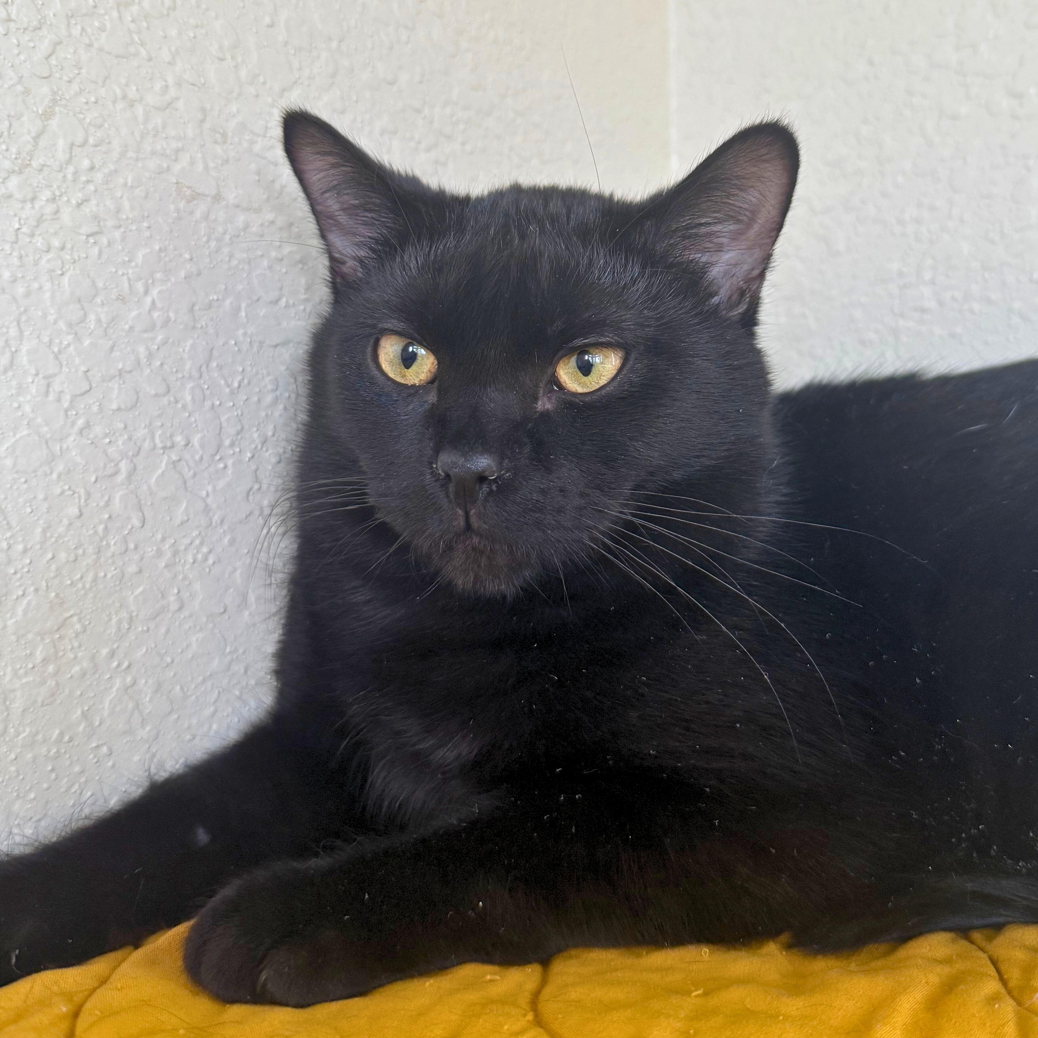 Enlarge Severus, a Adoptable Domestic Short Hair in Ridgway, CO image 1/6