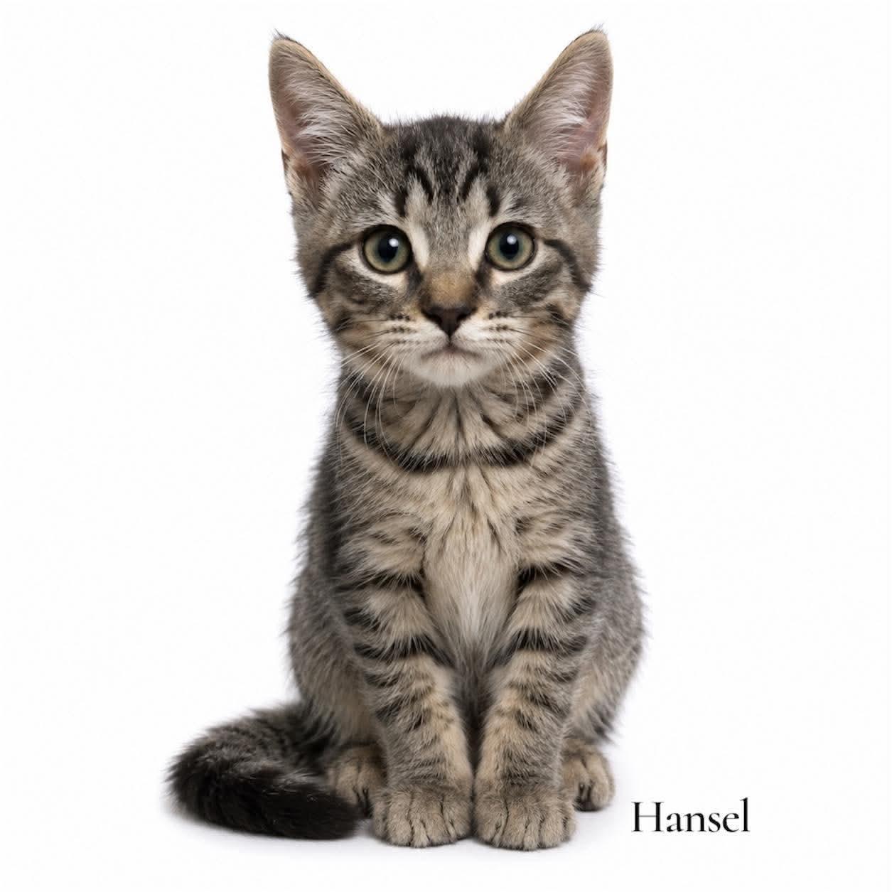 Enlarge Hansel, a Adoptable Domestic Medium Hair in Stevensville, MI image 1/1