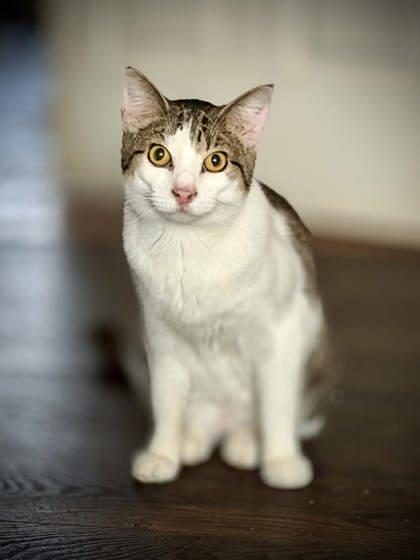 Jessica, a Adoptable mixed breed in Malvern, PA image 3/3