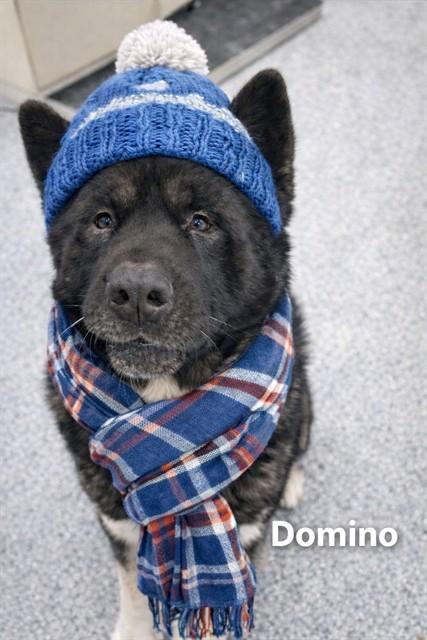 DOMINO, Adoptable, Adult Male Akita.