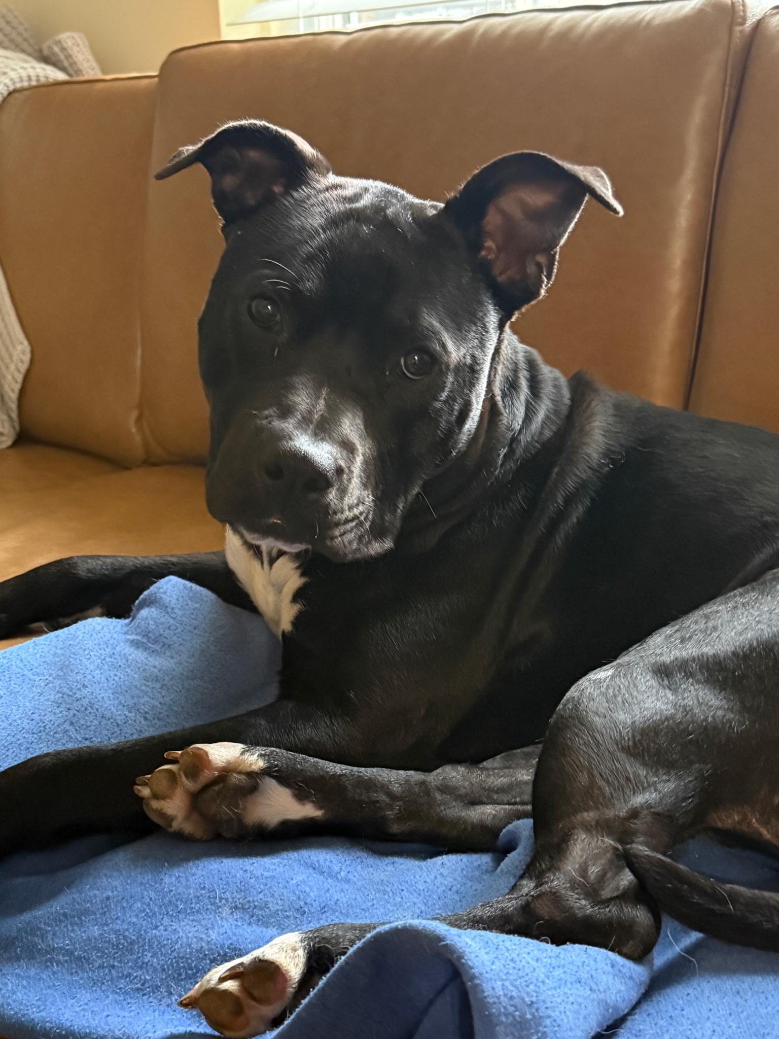 Buddy, a ADOPTABLE mixed breed in Charlotte, NC image 1/6
