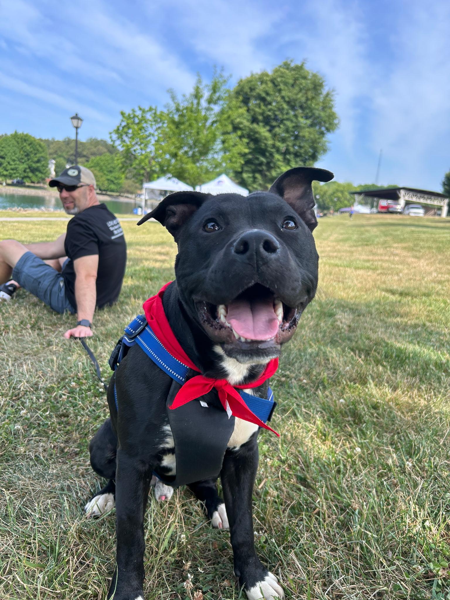 Enlarge Buddy, a ADOPTABLE mixed breed in Charlotte, NC image 1/4