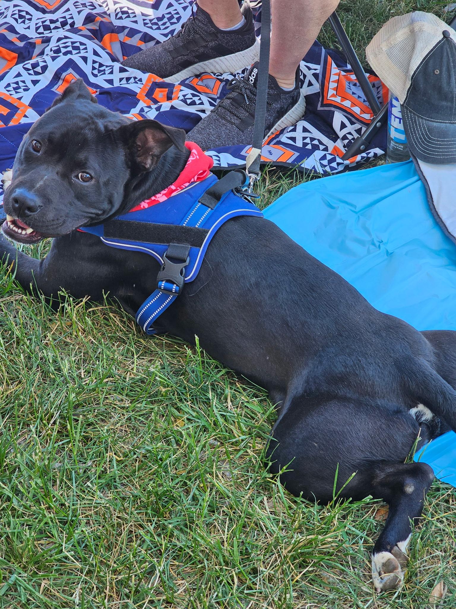 Enlarge Buddy, a ADOPTABLE mixed breed in Charlotte, NC image 4/4