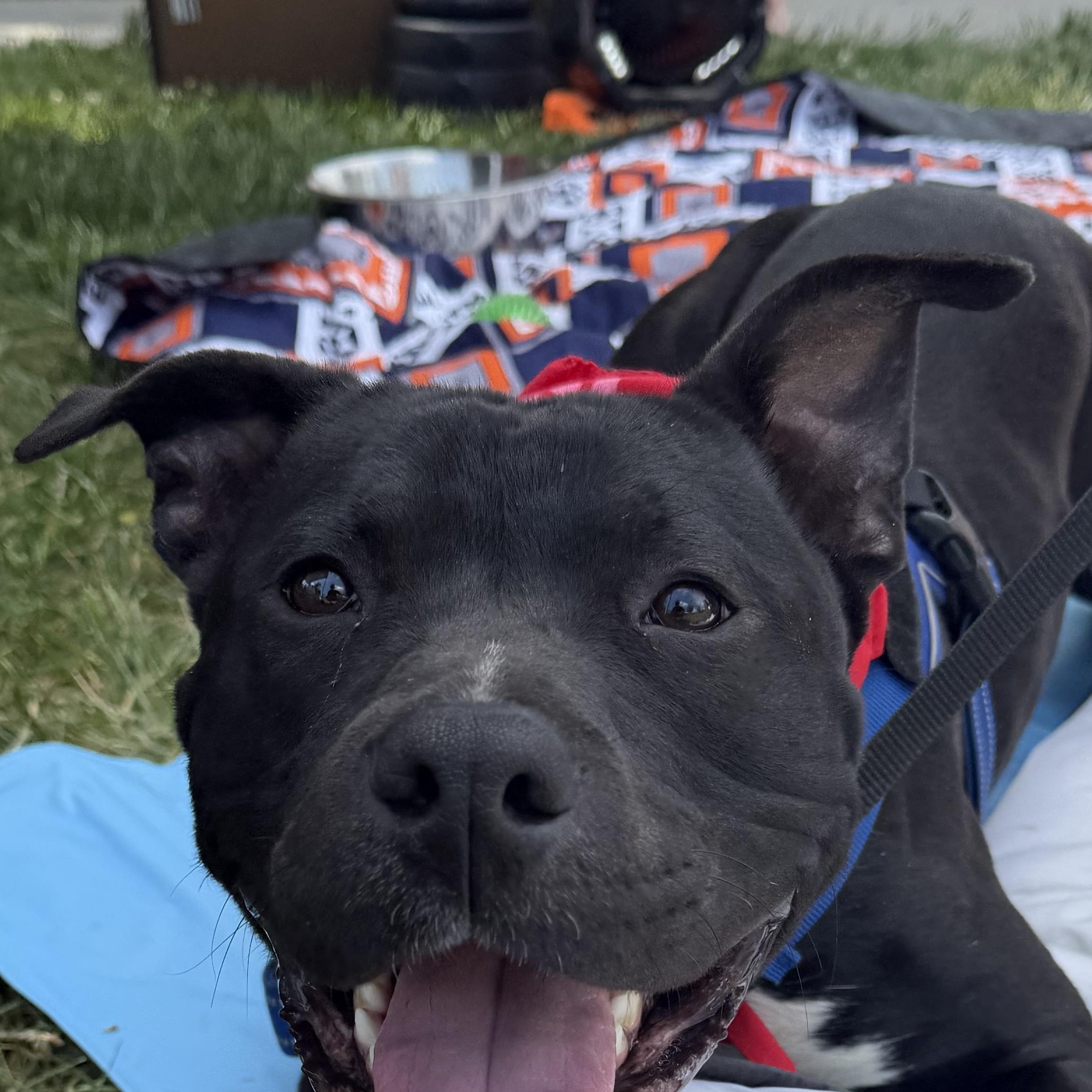 Enlarge Buddy, a ADOPTABLE mixed breed in Charlotte, NC image 3/4