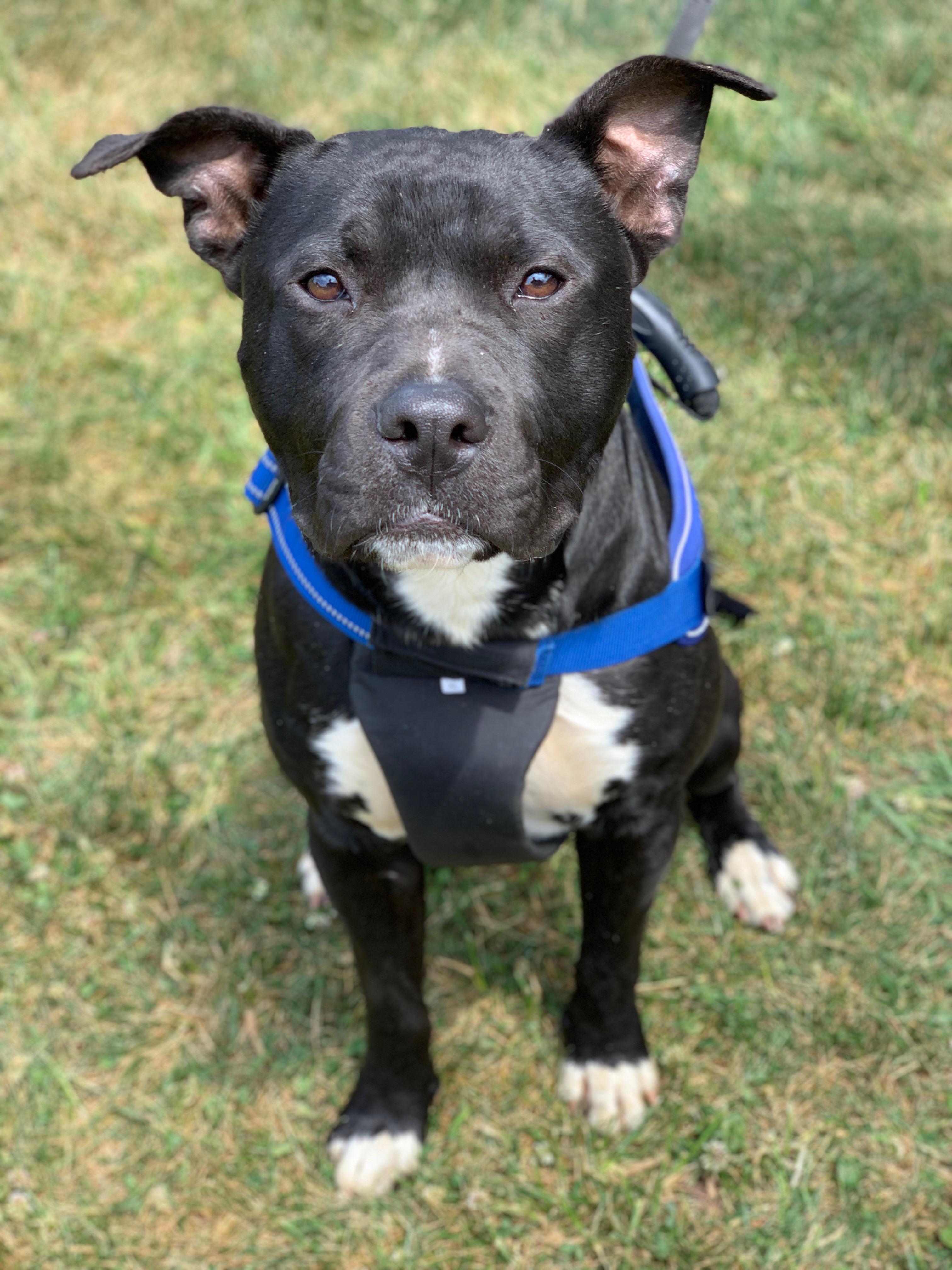 Enlarge Buddy, a ADOPTABLE mixed breed in Charlotte, NC image 2/4