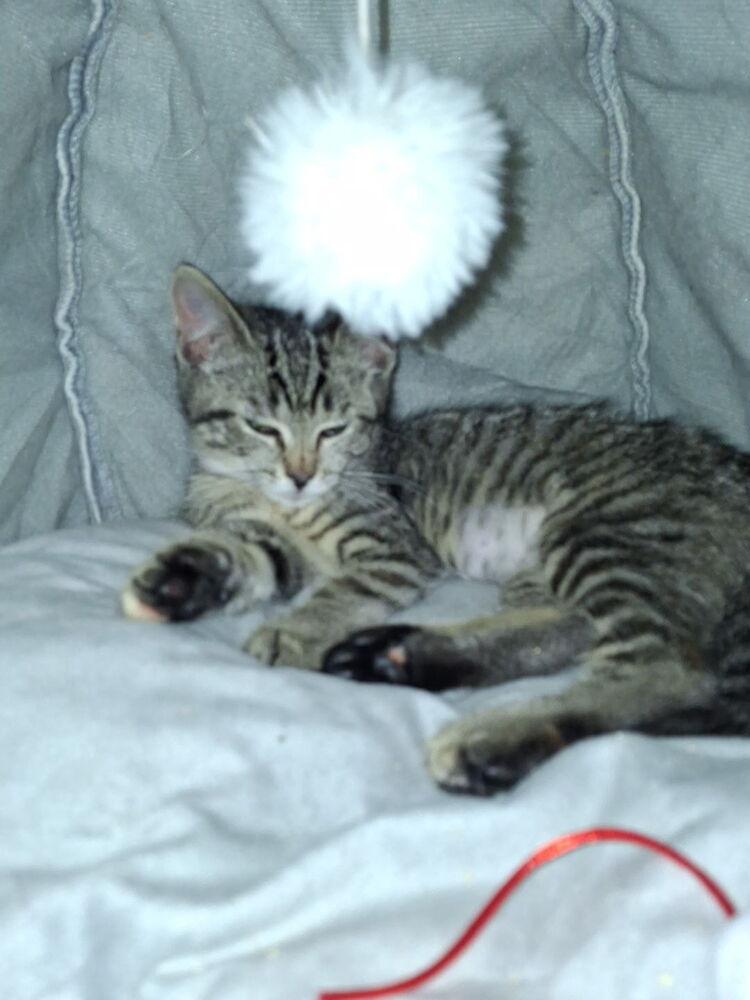 Orchid, Adoptable, Kitten Female Domestic Short Hair.
