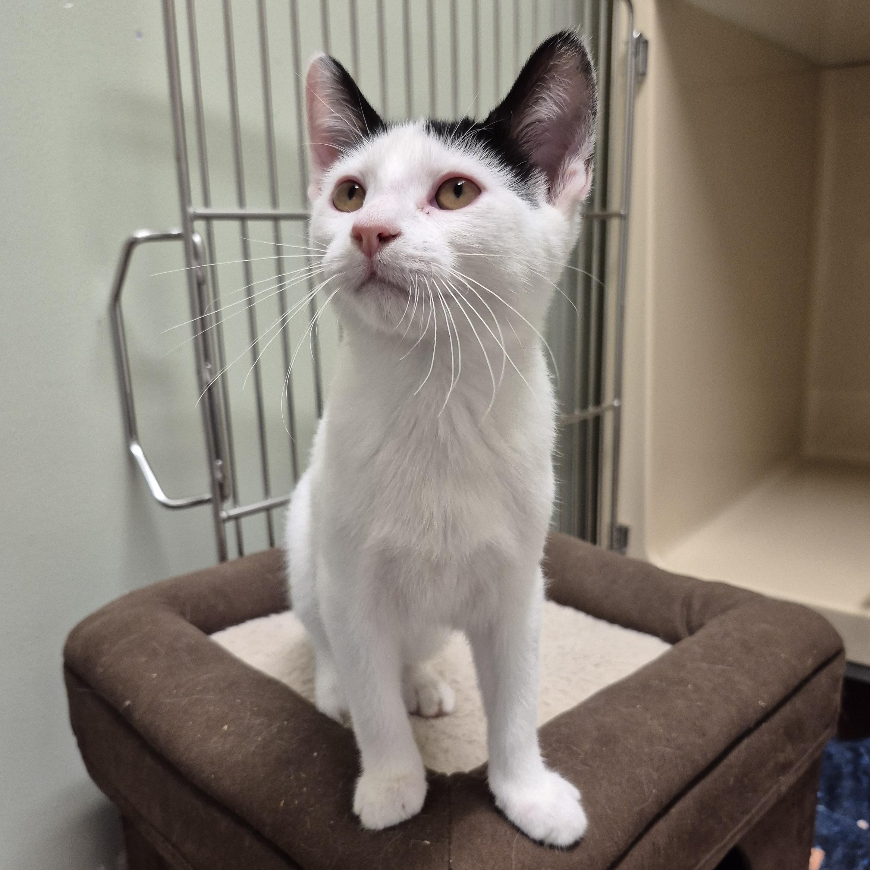 Clover, a Adoptable Domestic Short Hair in Tioga, PA image 2/5