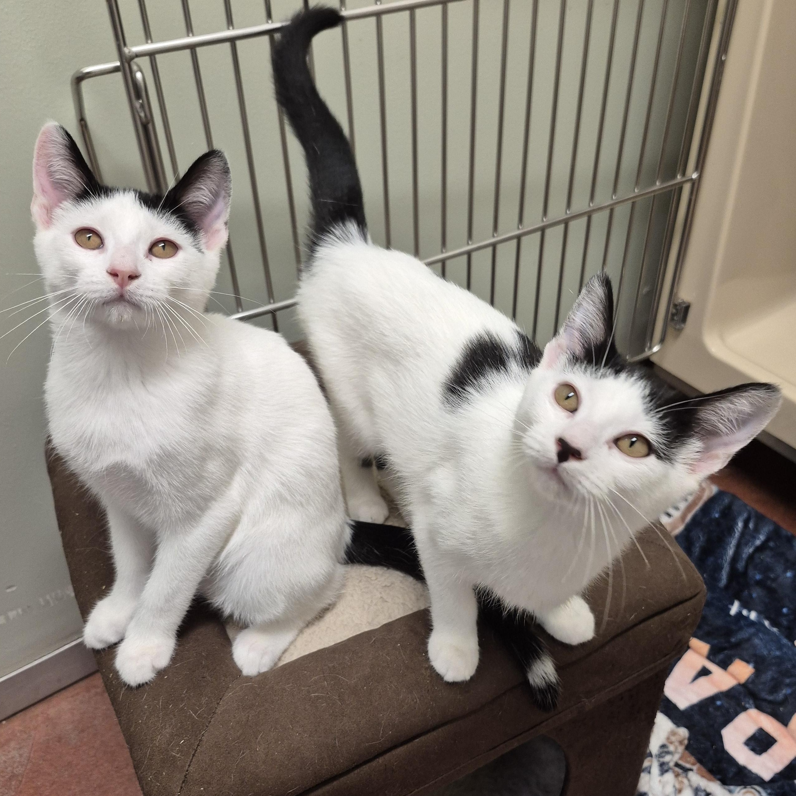 Clover, a Adoptable Domestic Short Hair in Tioga, PA image 4/5