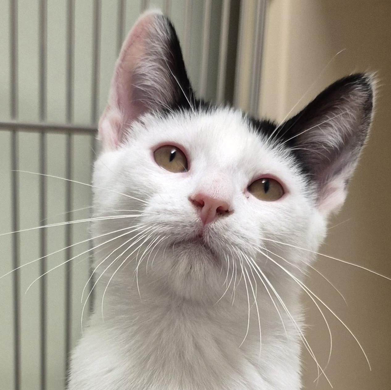 Clover, Adoptable, Kitten Male Domestic Short Hair.