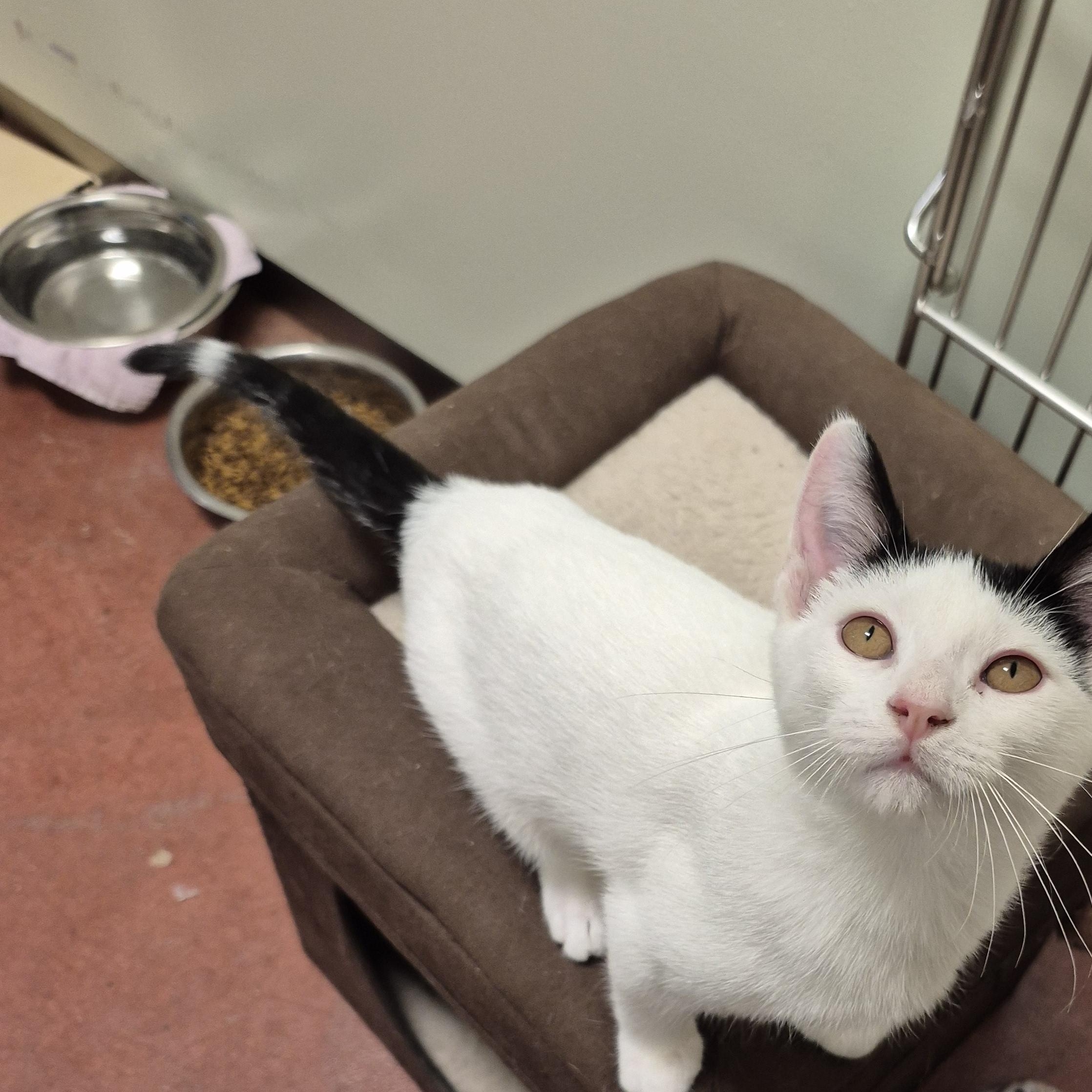 Clover, a Adoptable Domestic Short Hair in Tioga, PA image 3/5