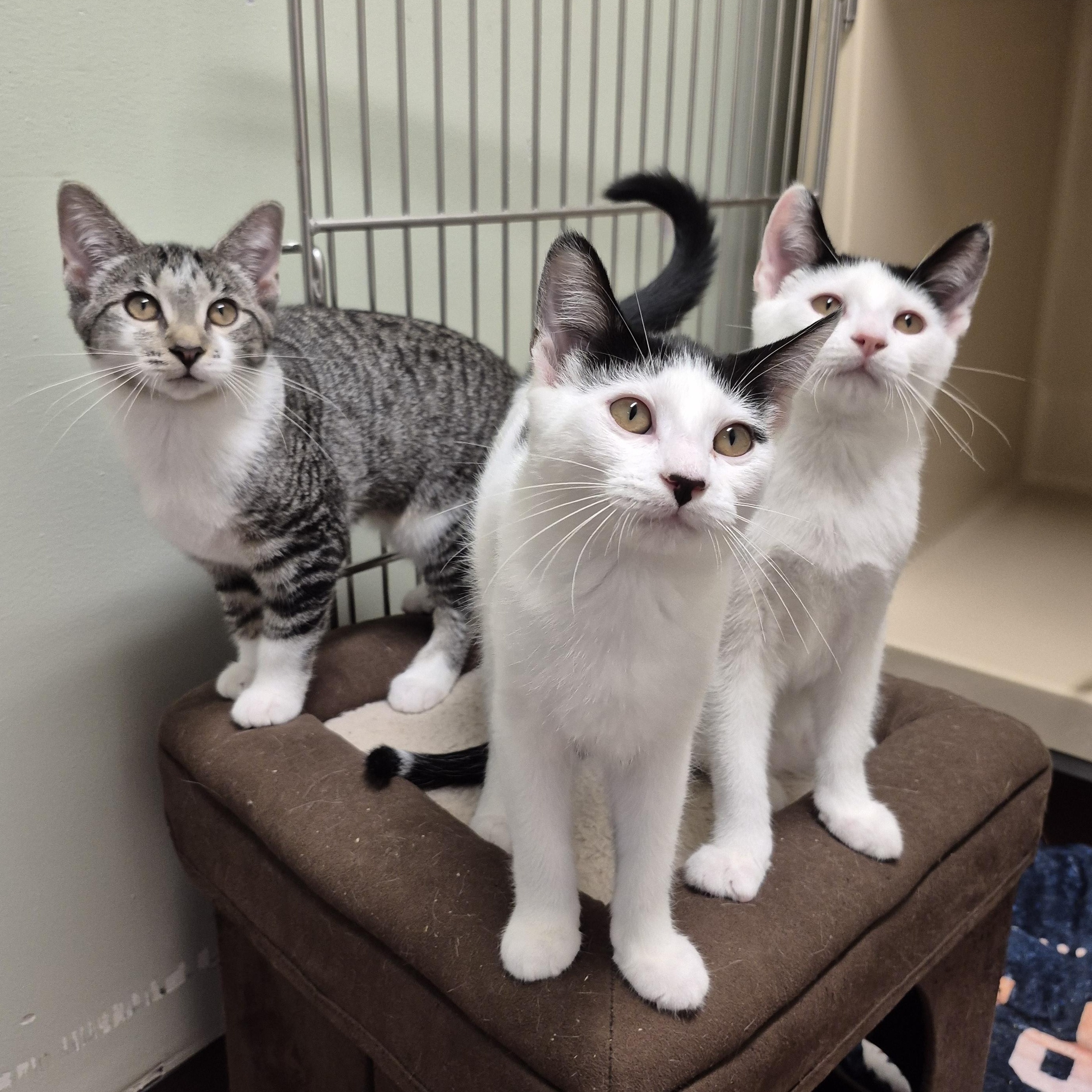 Clover, a Adoptable Domestic Short Hair in Tioga, PA image 5/5