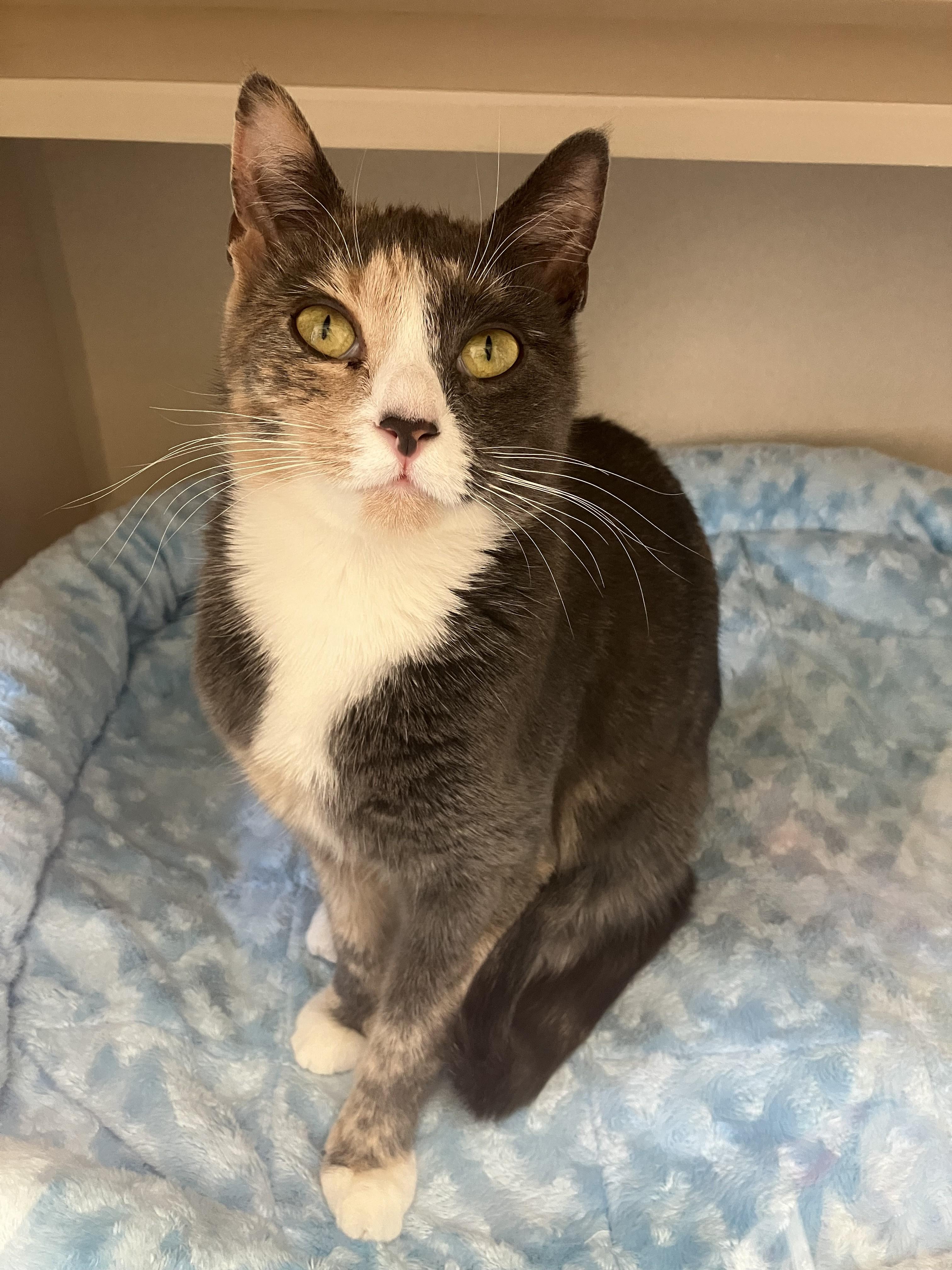 Enlarge Botita Lucia, a ADOPTABLE Domestic Short Hair in Eatontown, NJ image 2/3