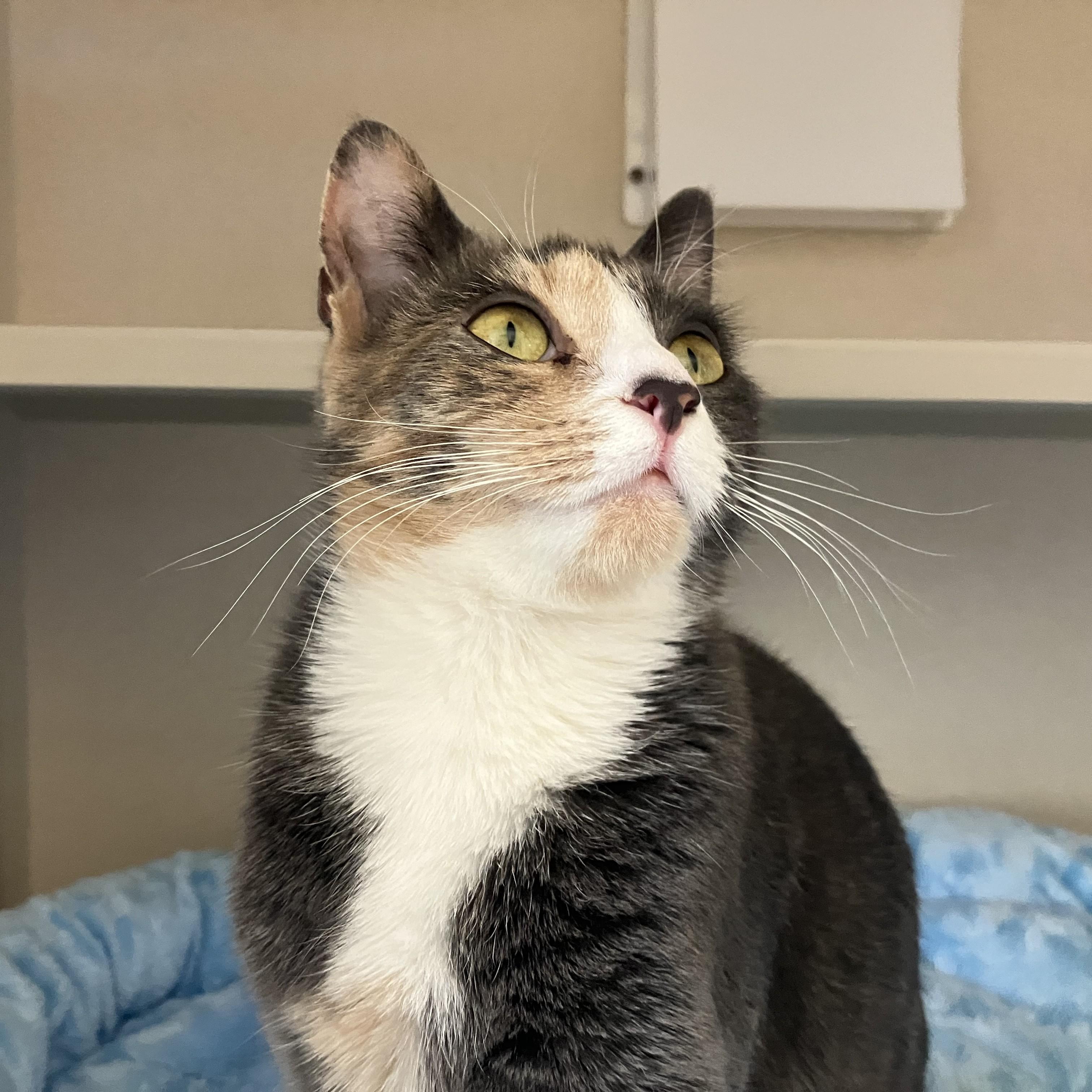 Enlarge Botita Lucia, a ADOPTABLE Domestic Short Hair in Eatontown, NJ image 3/3