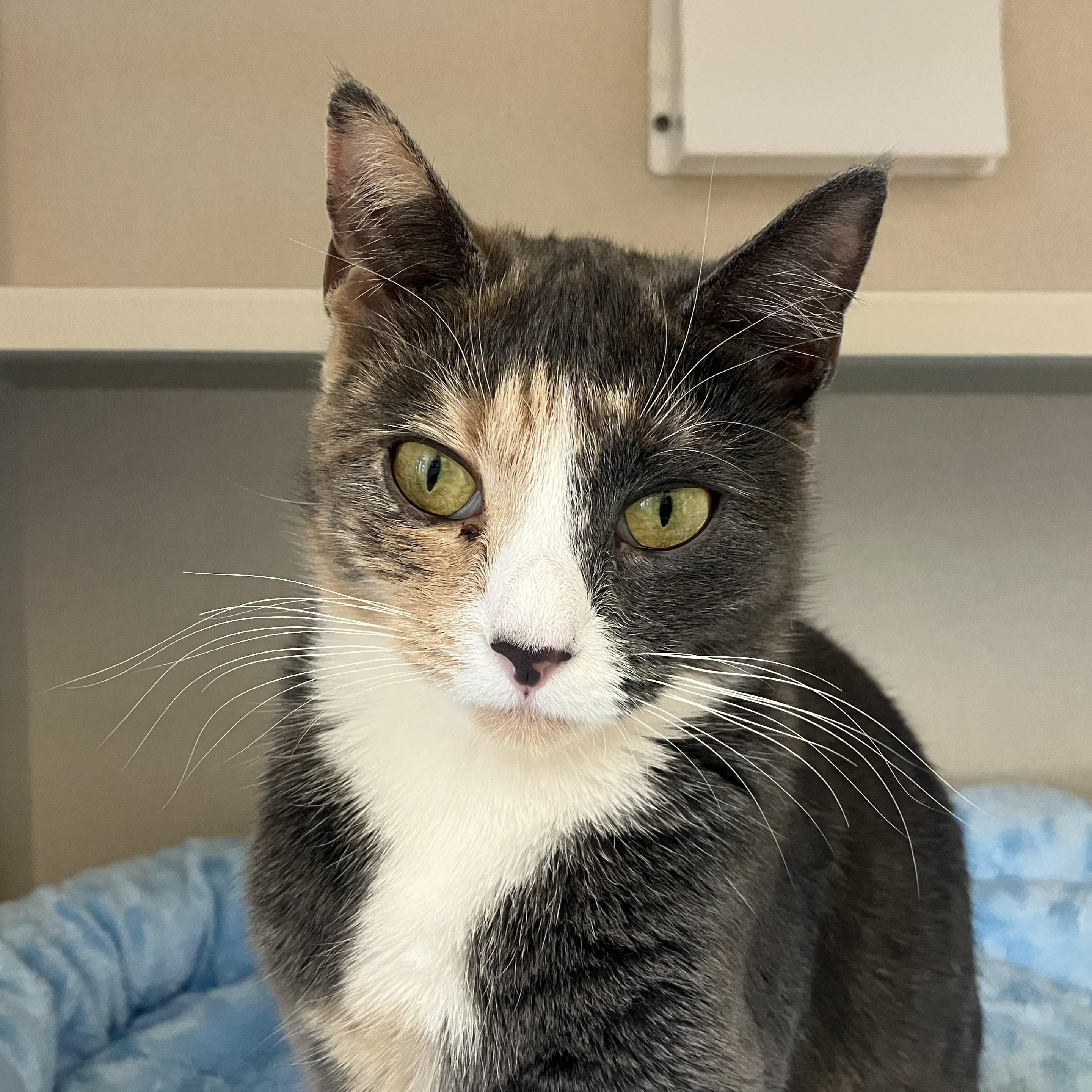 Enlarge Botita Lucia, a ADOPTABLE Domestic Short Hair in Eatontown, NJ image 1/3