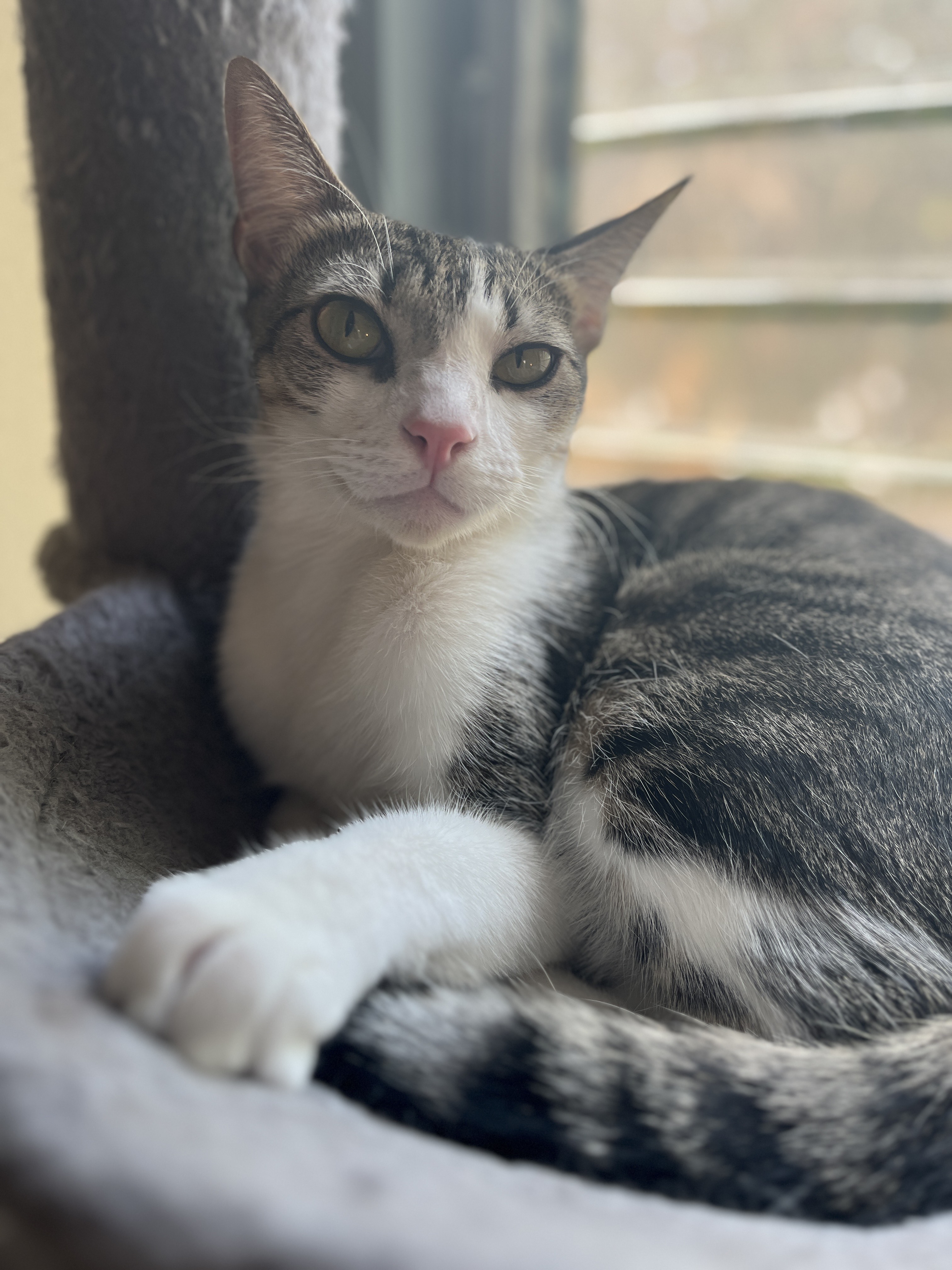 Mickey (bonded to Valerie)