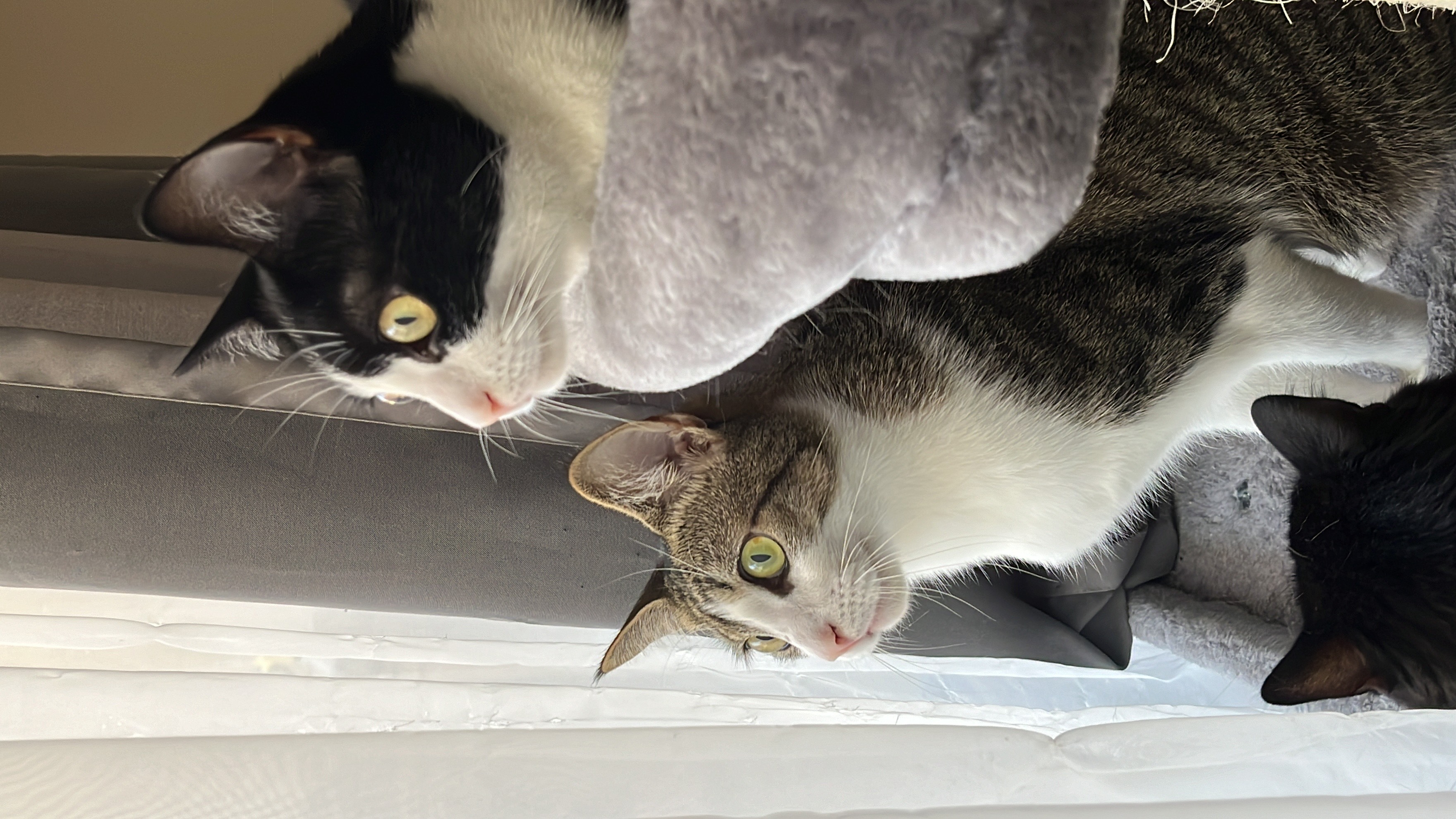 Mickey (bonded to Valerie) photo 5