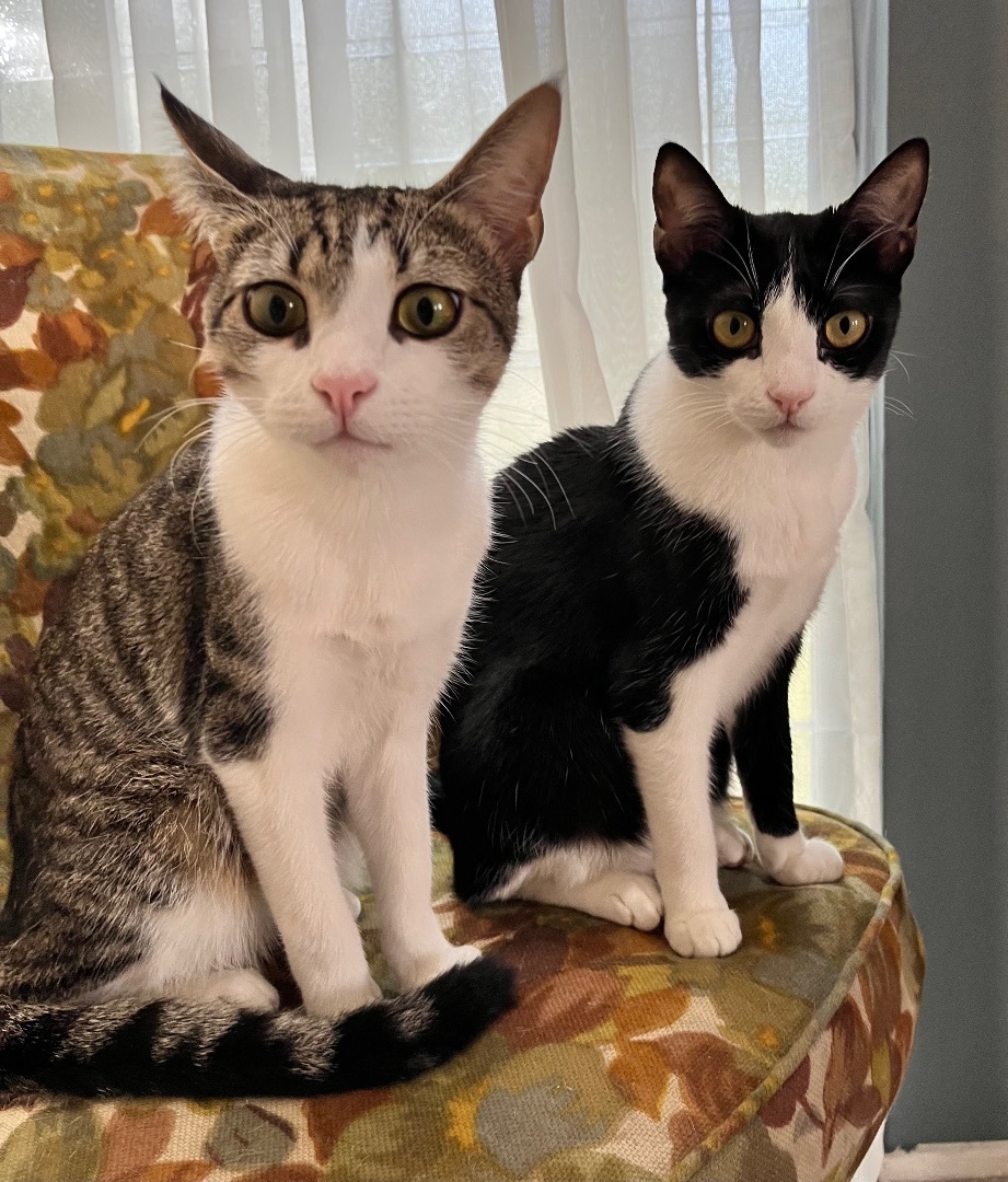 Mickey (bonded to Valerie) photo 2