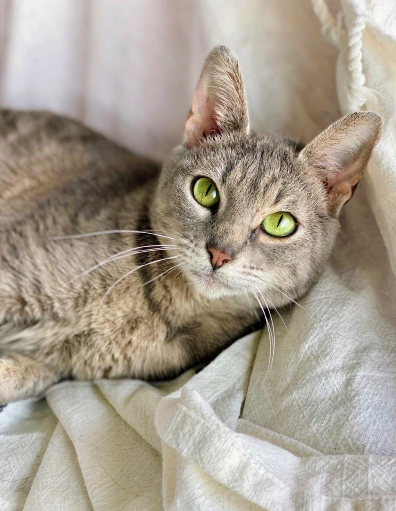 Enlarge Molly, a Adoptable Domestic Short Hair in Decorah, IA image 1/2