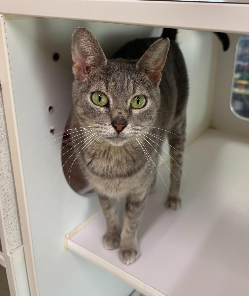 Enlarge Molly, a Adoptable Domestic Short Hair in Decorah, IA image 1/1