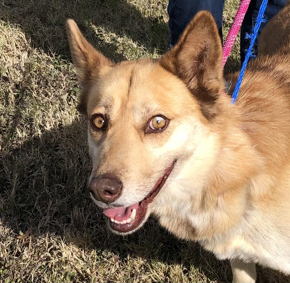 Enlarge Emmy, a ADOPTABLE mixed breed in Scottsdale, AZ image 4/5