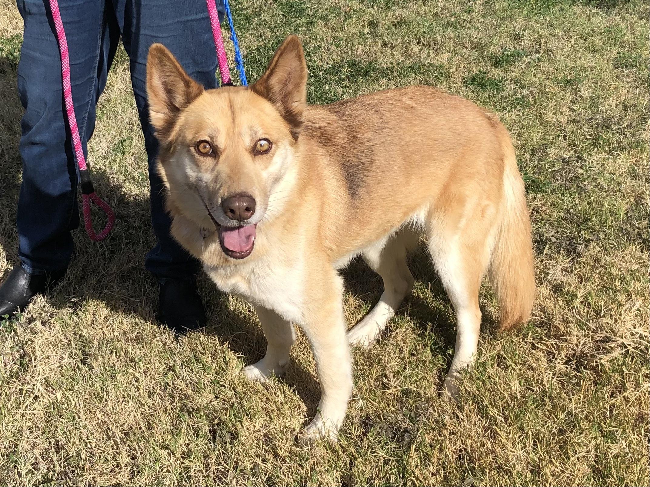 Enlarge Emmy, a ADOPTABLE mixed breed in Scottsdale, AZ image 2/5