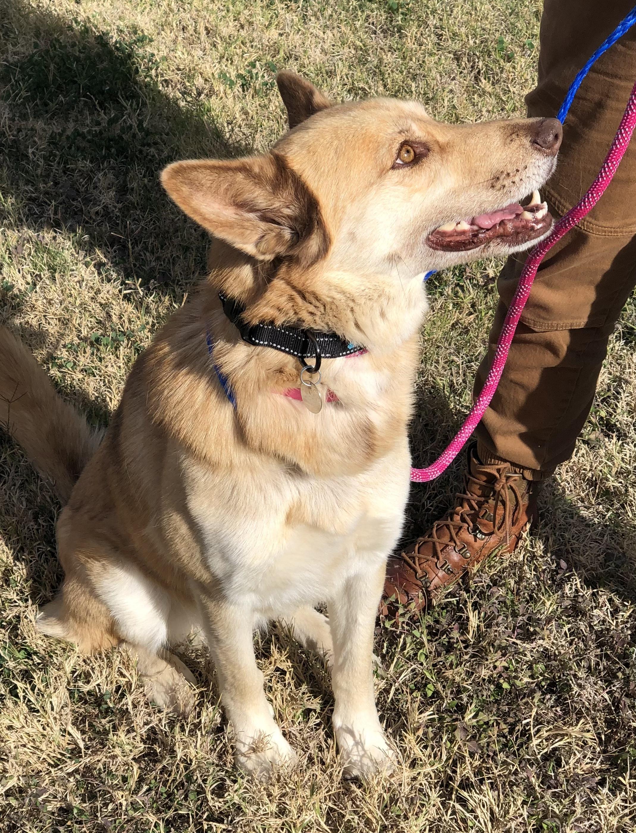 Enlarge Emmy, a ADOPTABLE mixed breed in Scottsdale, AZ image 5/5
