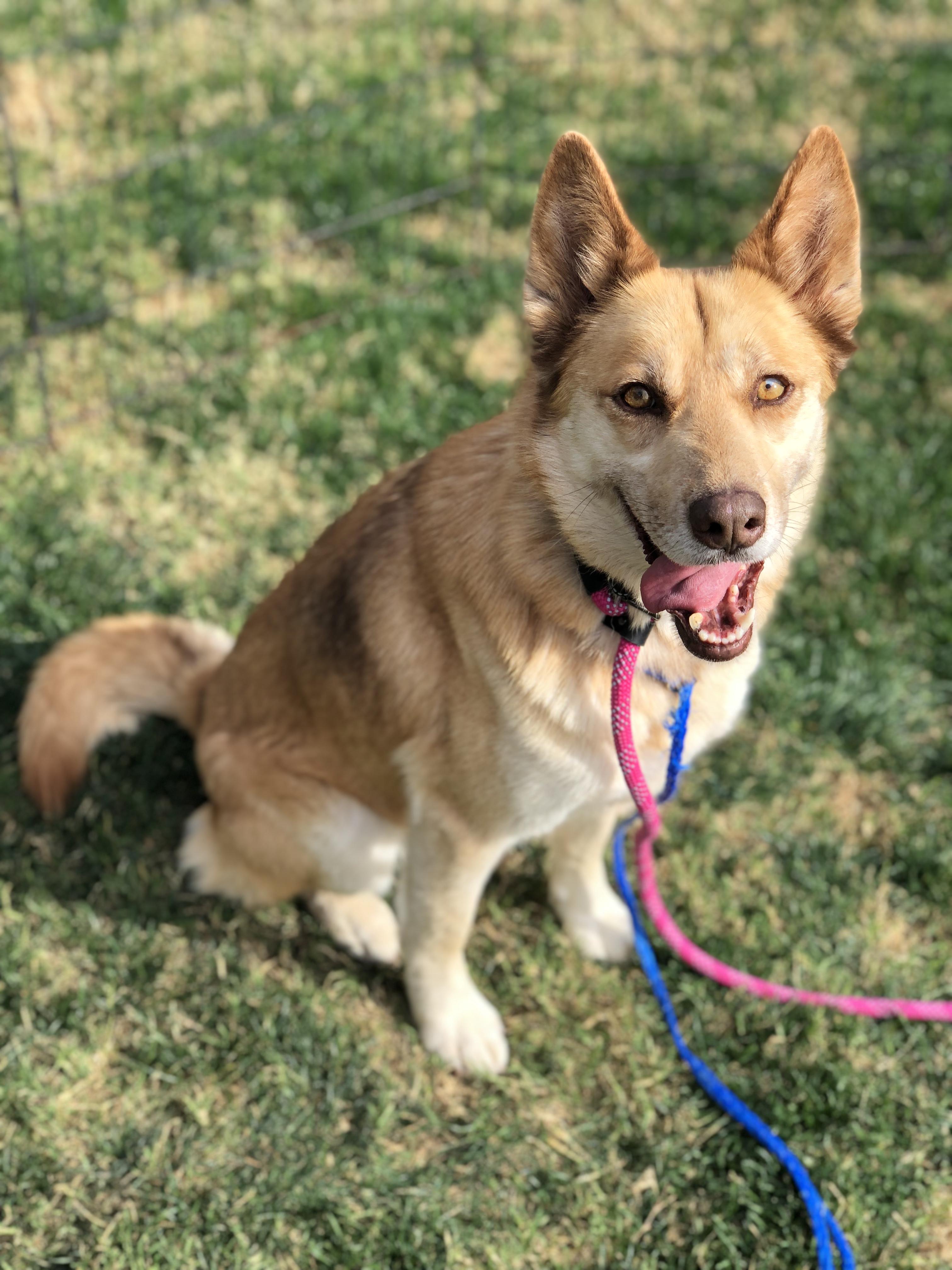Emmy, ADOPTABLE, Young Female Golden Retriever & Australian Shepherd.