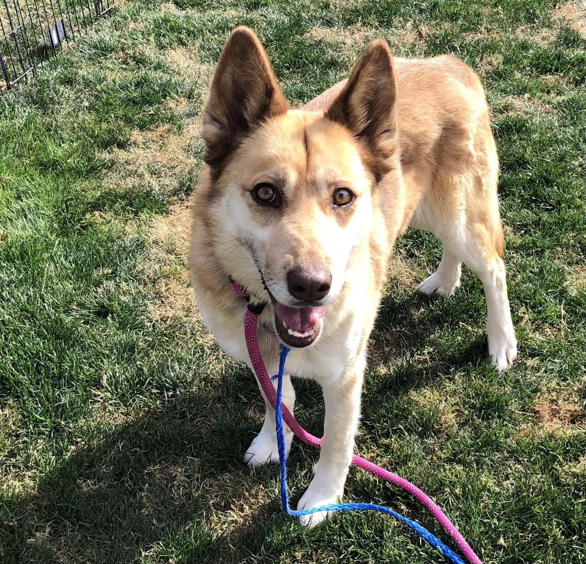Enlarge Emmy, a ADOPTABLE mixed breed in Scottsdale, AZ image 3/5