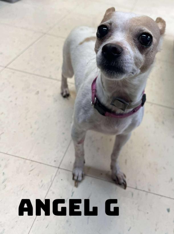 Enlarge Angel G, a Adopted Chihuahua in Dyersburg, TN image 1/2