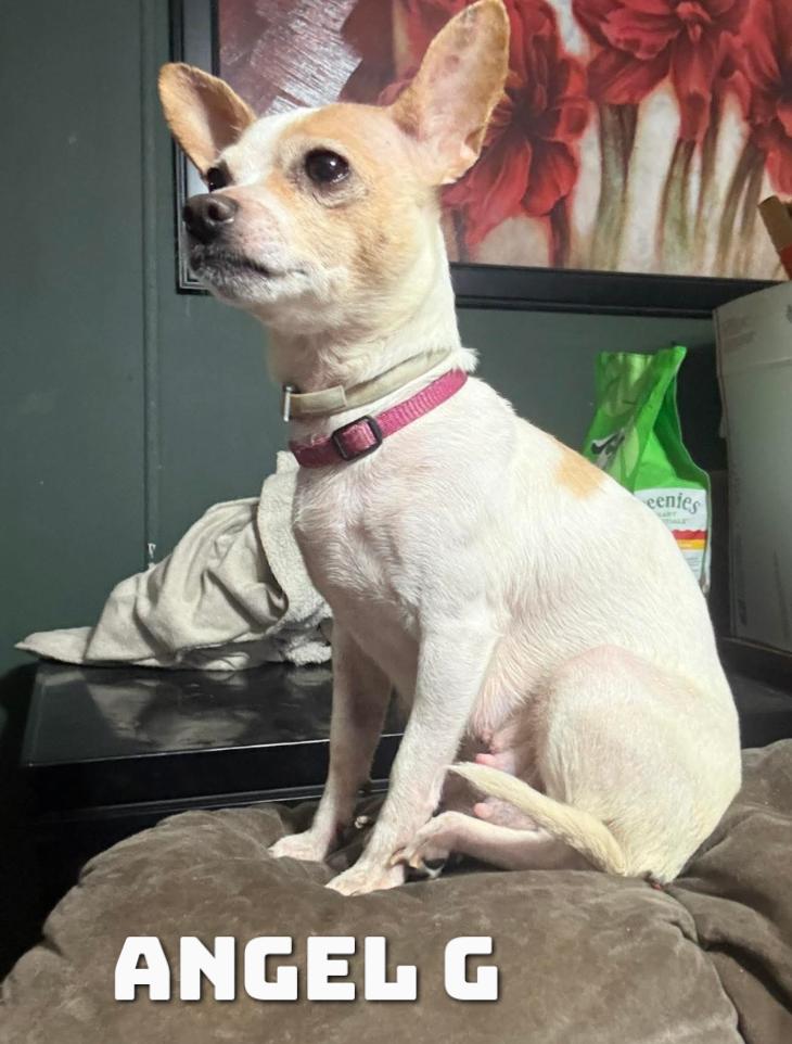 Enlarge Angel G, a Adopted Chihuahua in Dyersburg, TN image 2/2