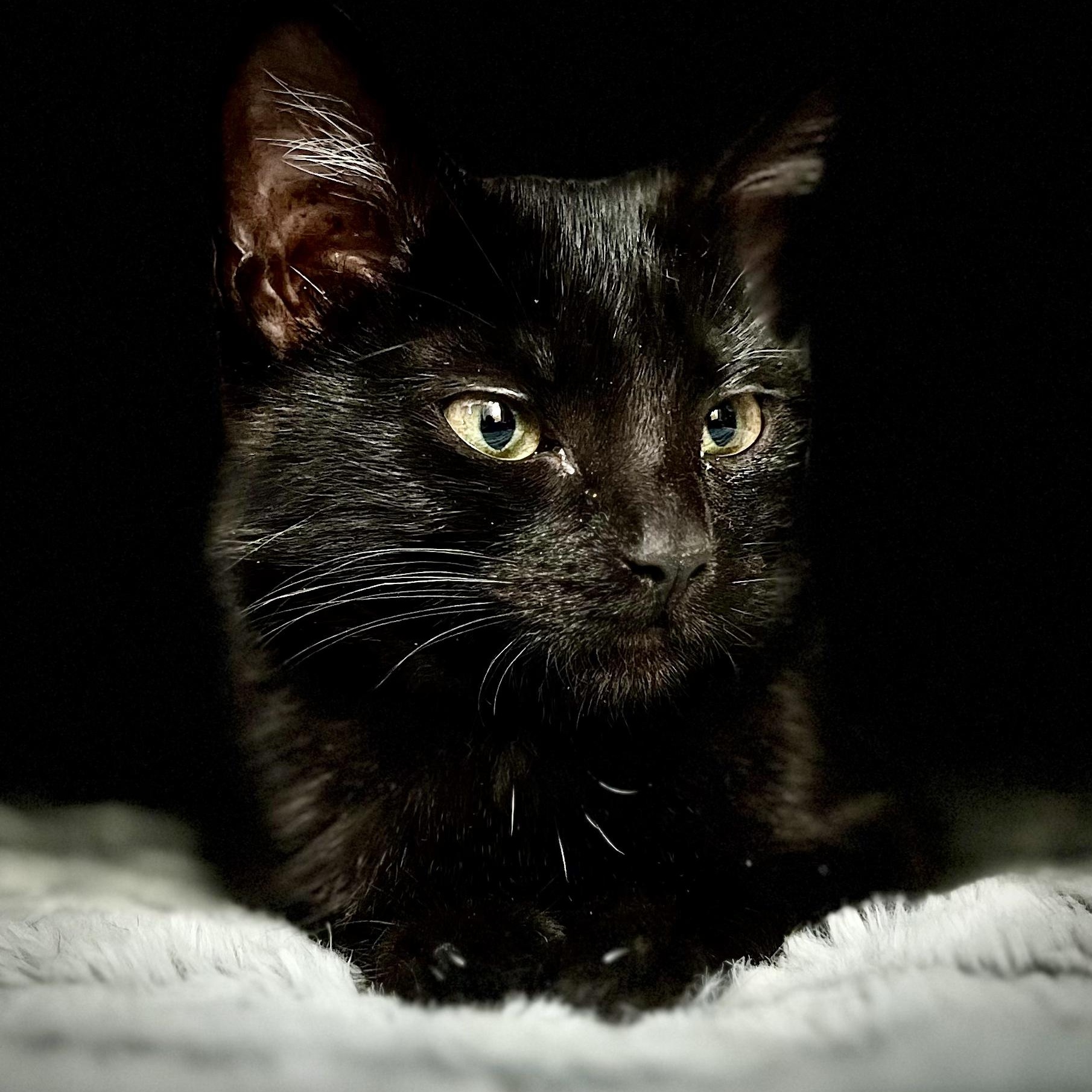 Enlarge Susie, a Adoptable Domestic Short Hair in Greenwood, IN image 1/2